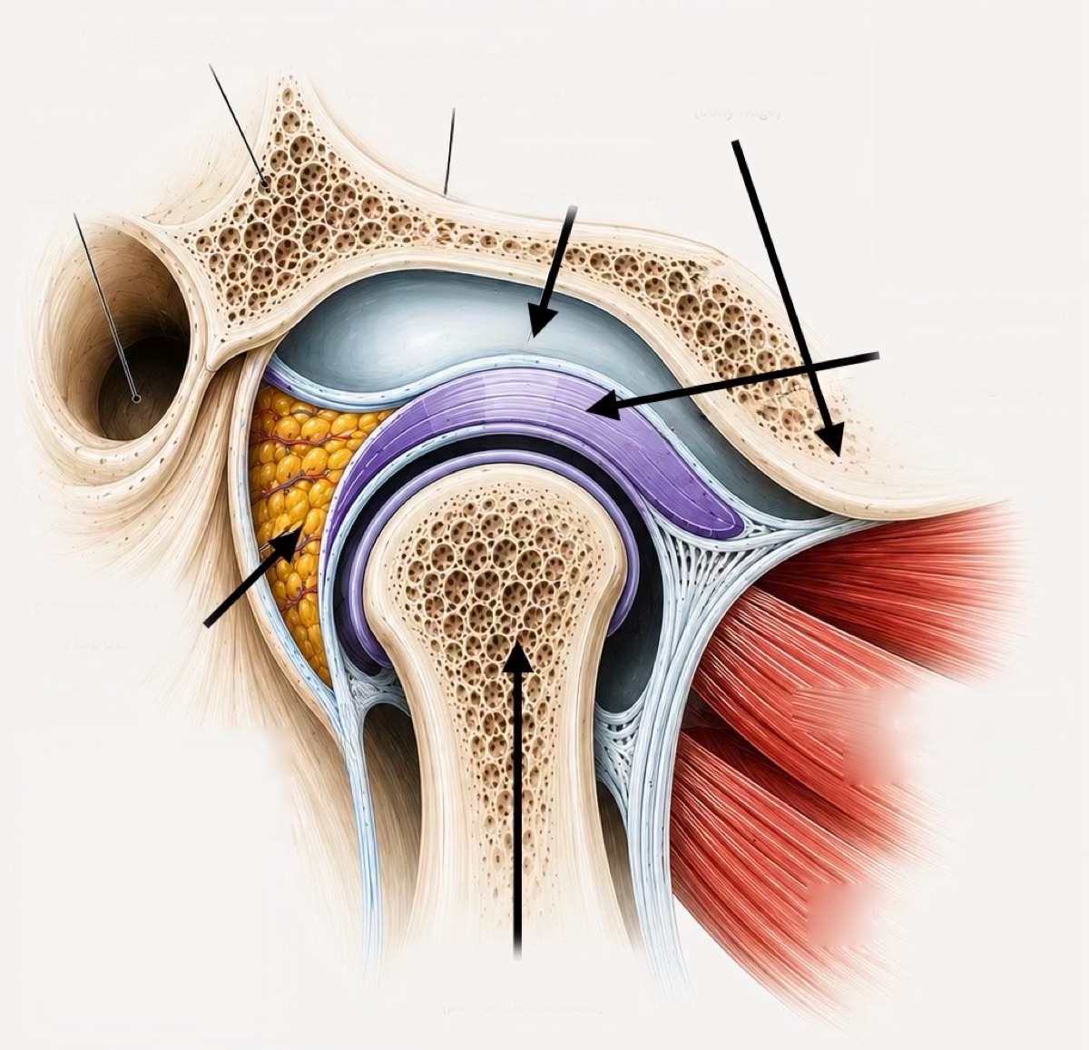 Sagittal cross section of the temporomandibular joint, showing the temporal bone, mandibular fossa, articular eminence, articular disc, retrodiscal tissue, mandibular condyle, joint capsule, and the superior and inferior heads of the lateral pterygoid muscle.